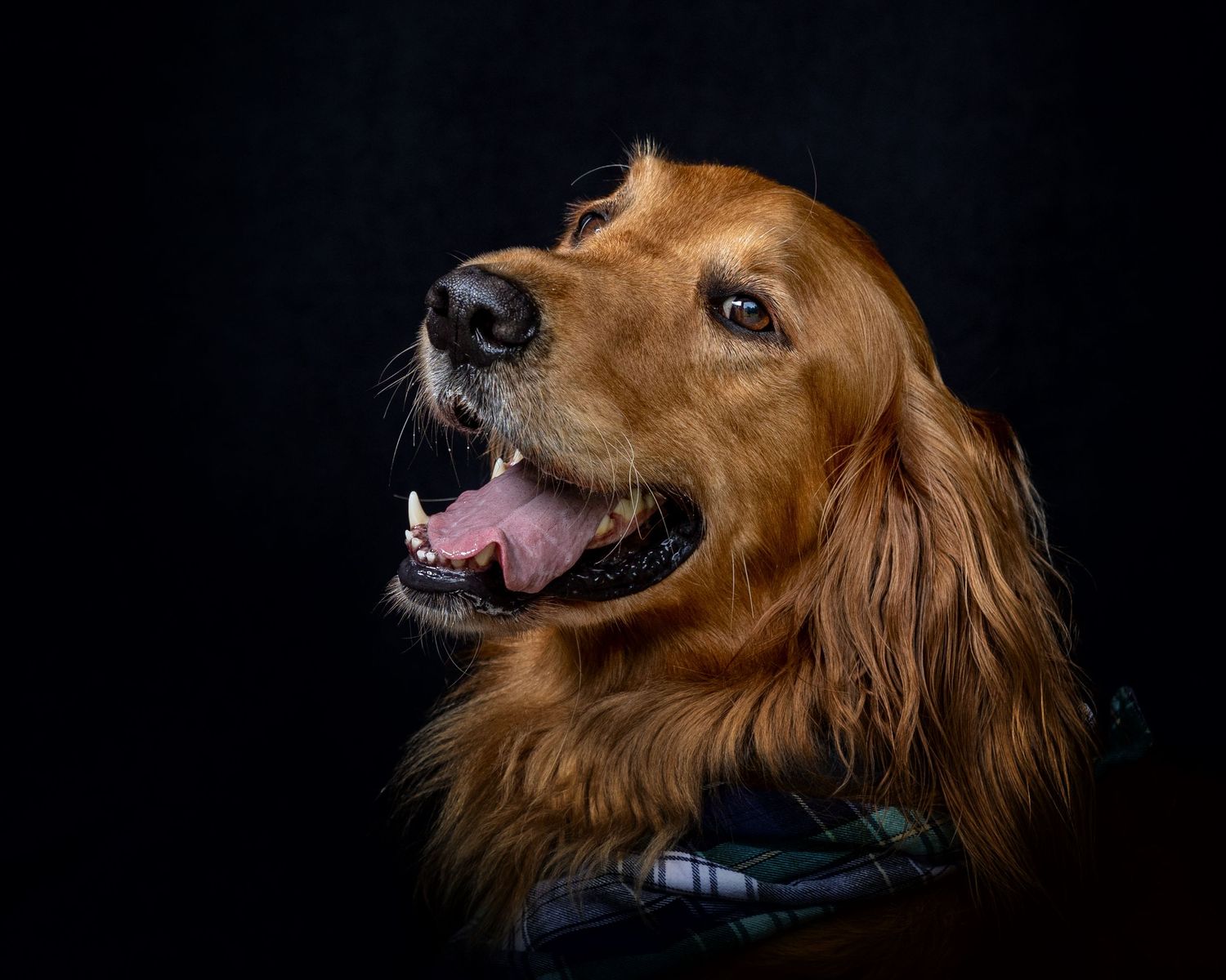 Part Irish Setter head shot .