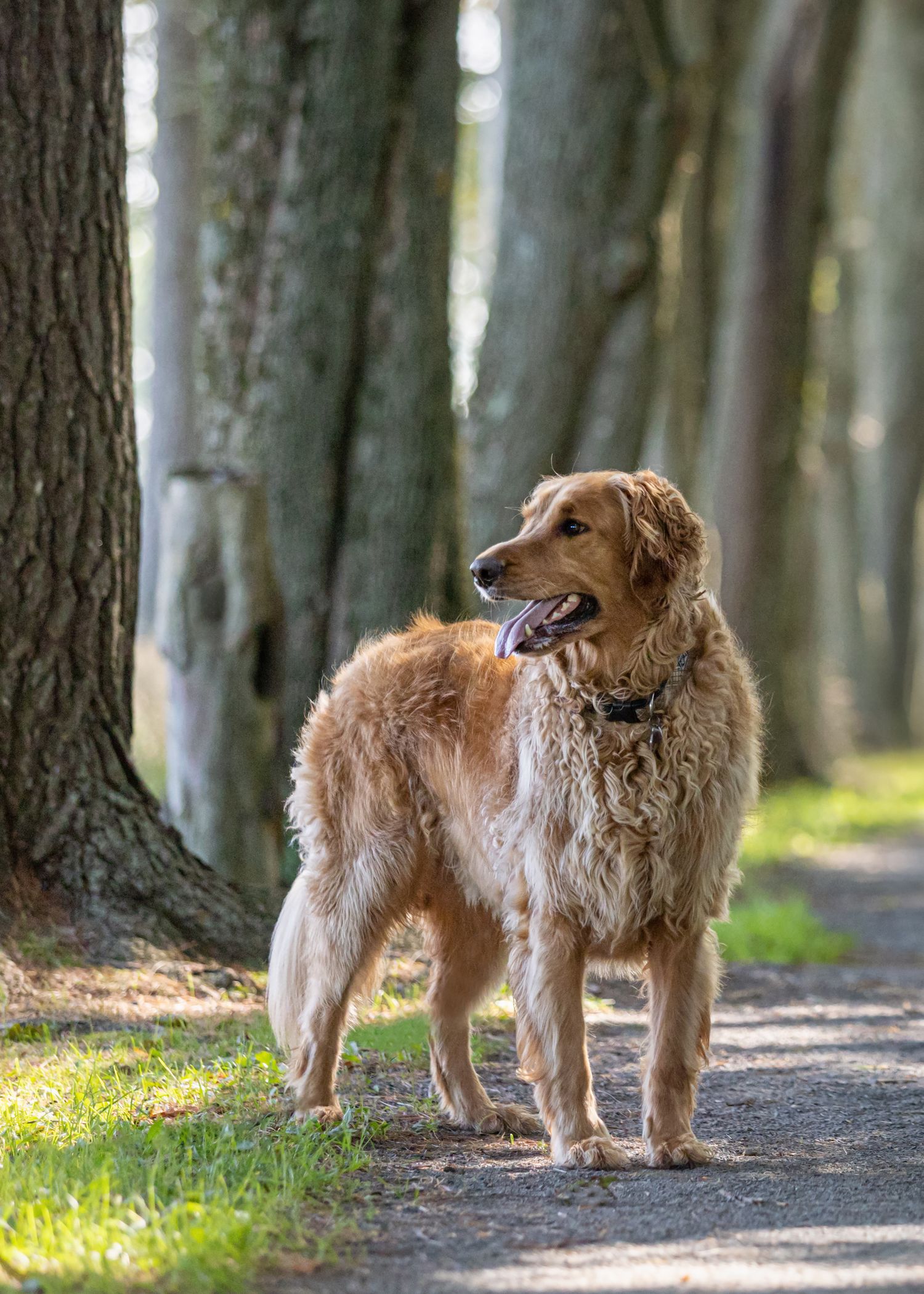 Golden retriever by trees.