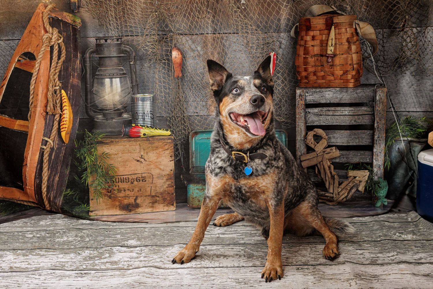 Australian cattle dog in a fishing shed set.