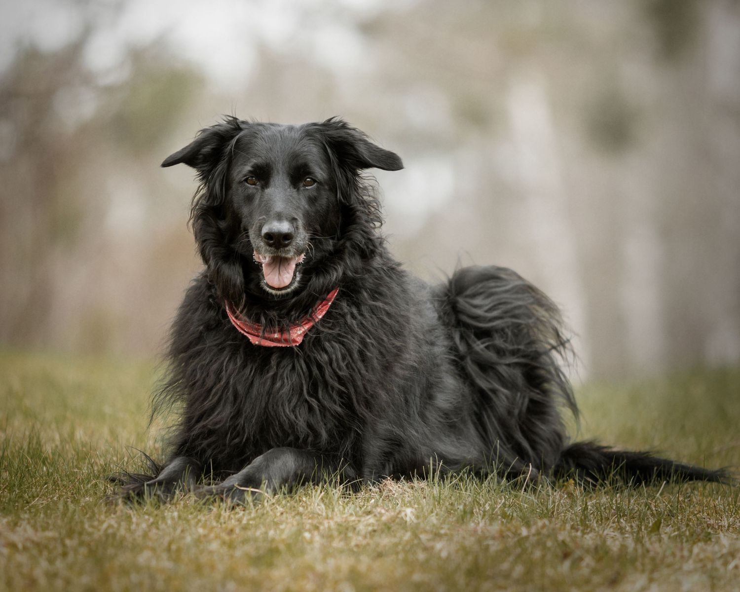 Best black dog.