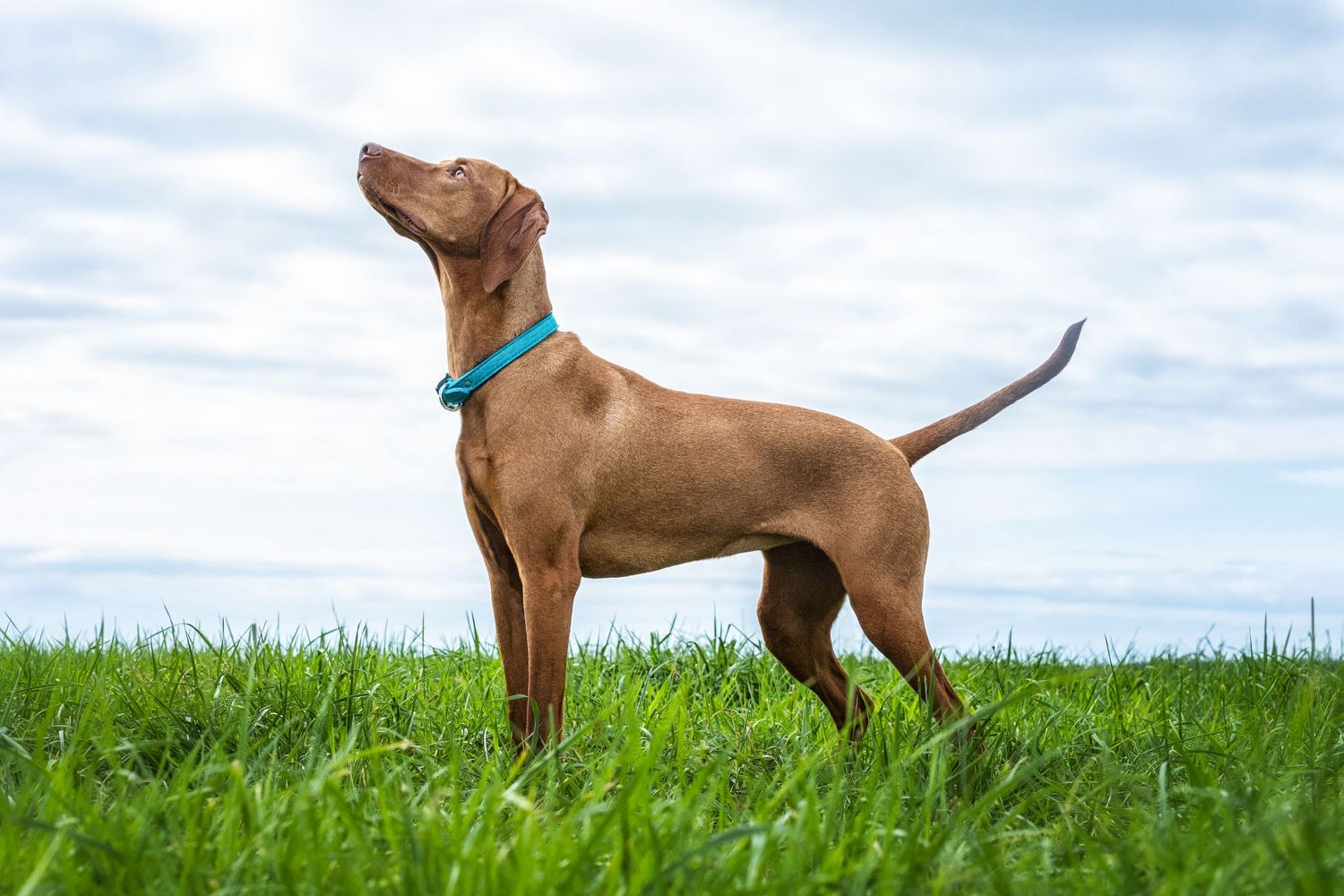 Vizsla dog standing alert in tall green grass against cloudy sky wearing blue collar.