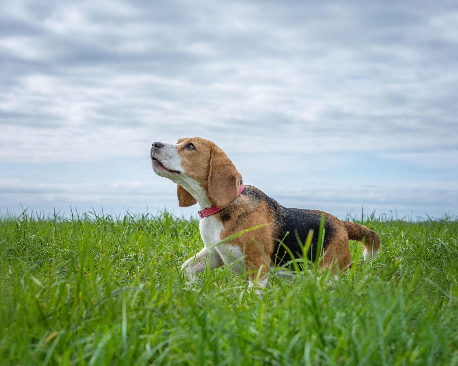 Beagle pointing whie standing in long summer grass.