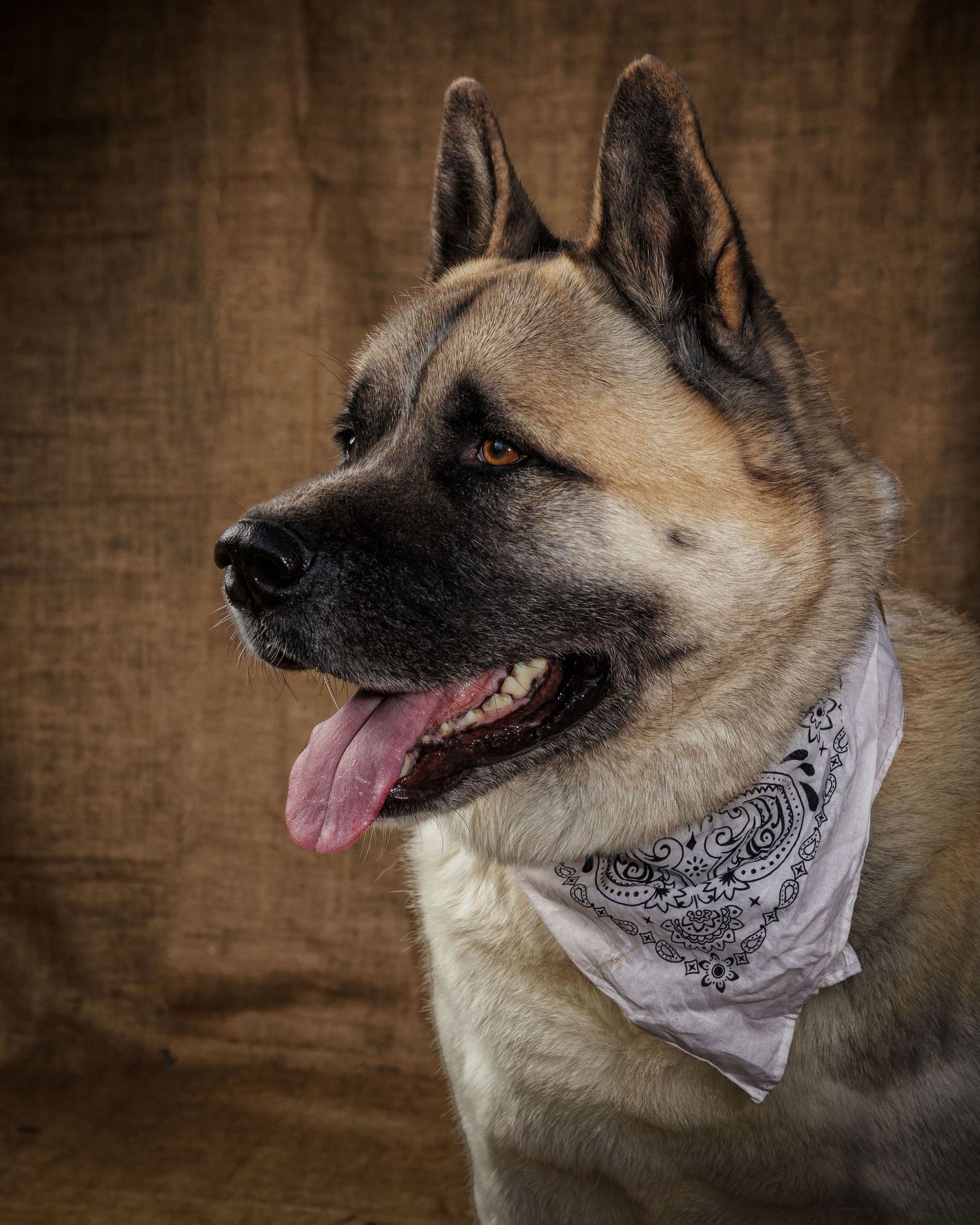 Portrait of Akita dog.