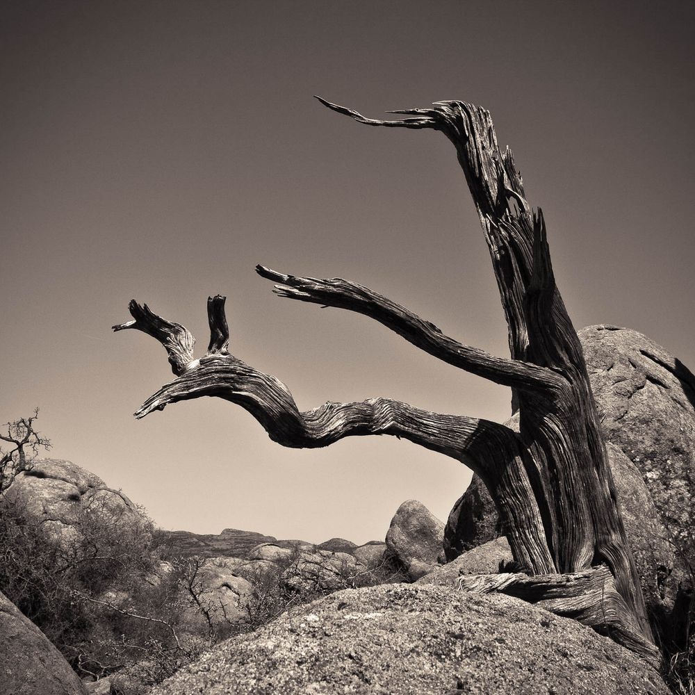 A dead and weather worn tree stands tall and proud atop a rock formation in the Wichita Mountains Wildlife Refuge.