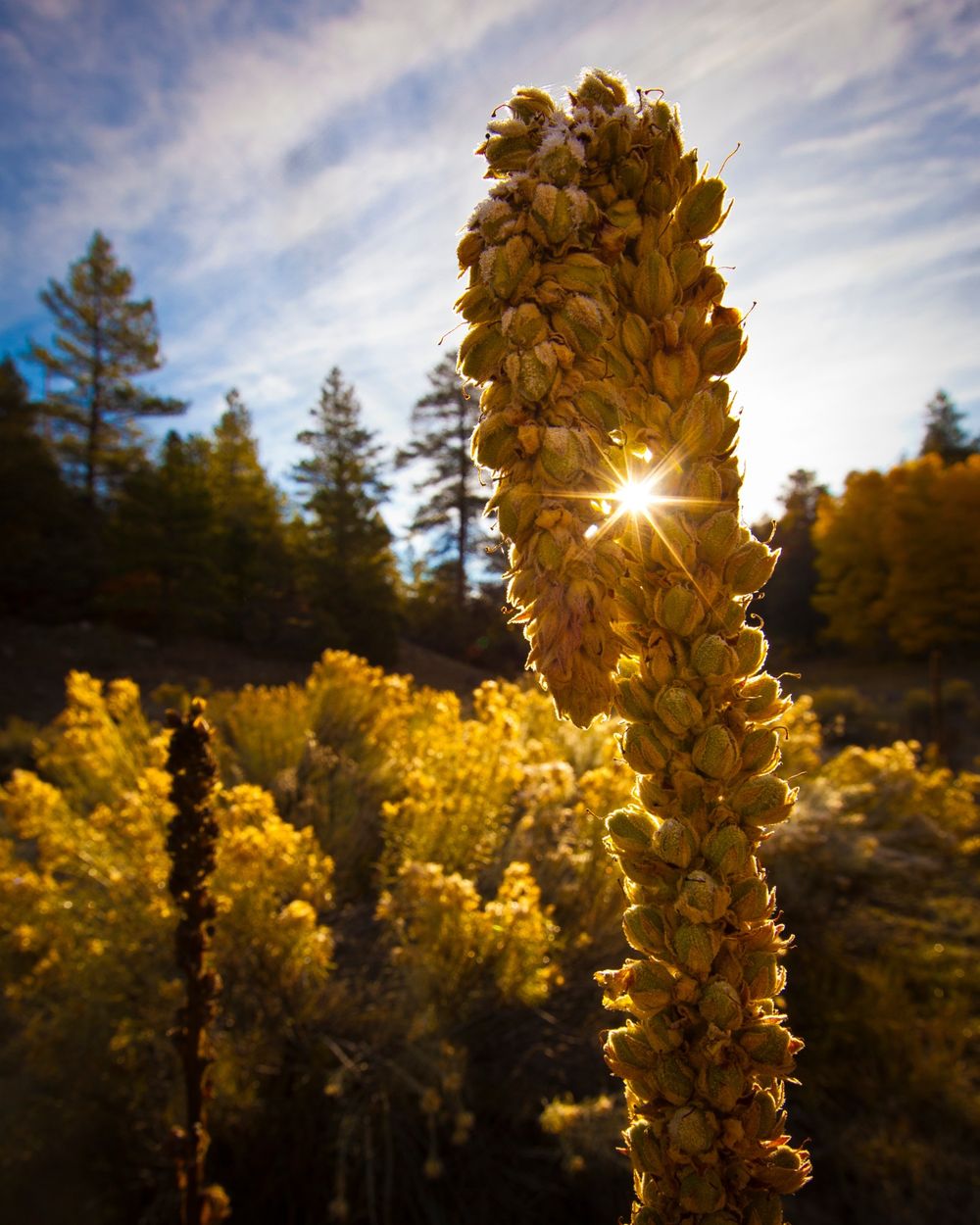 Frost covered wild flowers are backlit by a Taos, NM sunrise.