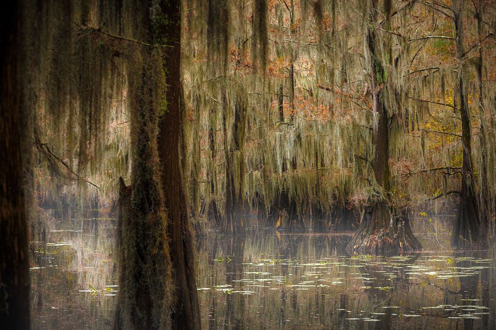 A detail photo of fog settling on the water of a cypress swam at Caddo Lake.