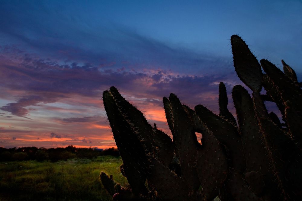 A gorgeous sunset silhouettes a cactus on a family farm in Italy, TX.