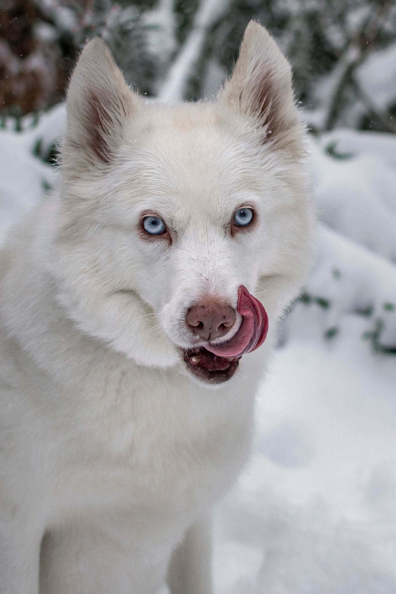 Siberian husky looking at camera during photo session