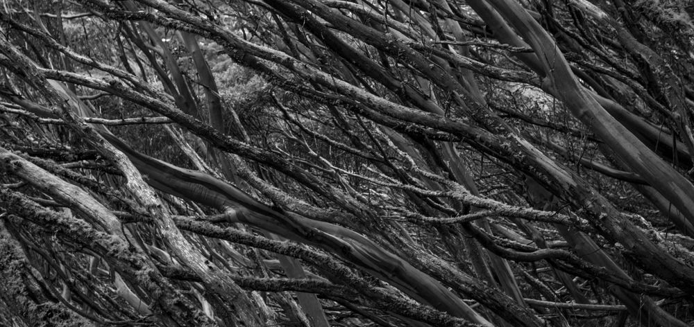 Abstract black and white pattern of overlapping tree branches creating a dramatic texture.
