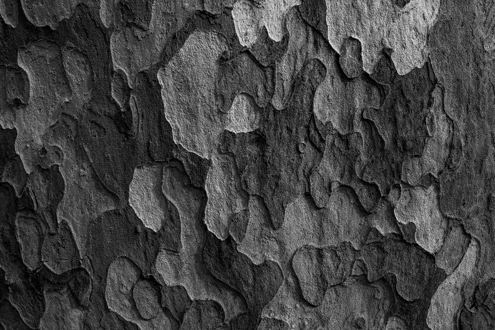 Close-up texture of dark tree bark with deep ridges and patterns.