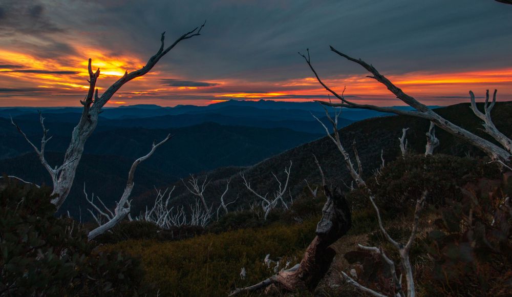 Dead trees silhouetted against a vibrant orange sunset over mountain peaks.