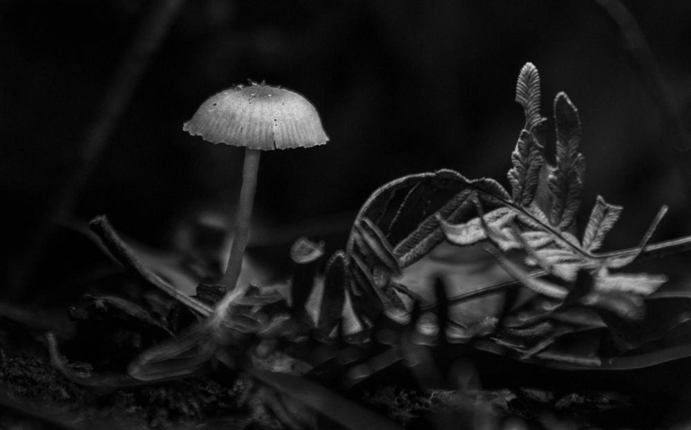 Black and white macro shot of a delicate mushroom in dark forest undergrowth.