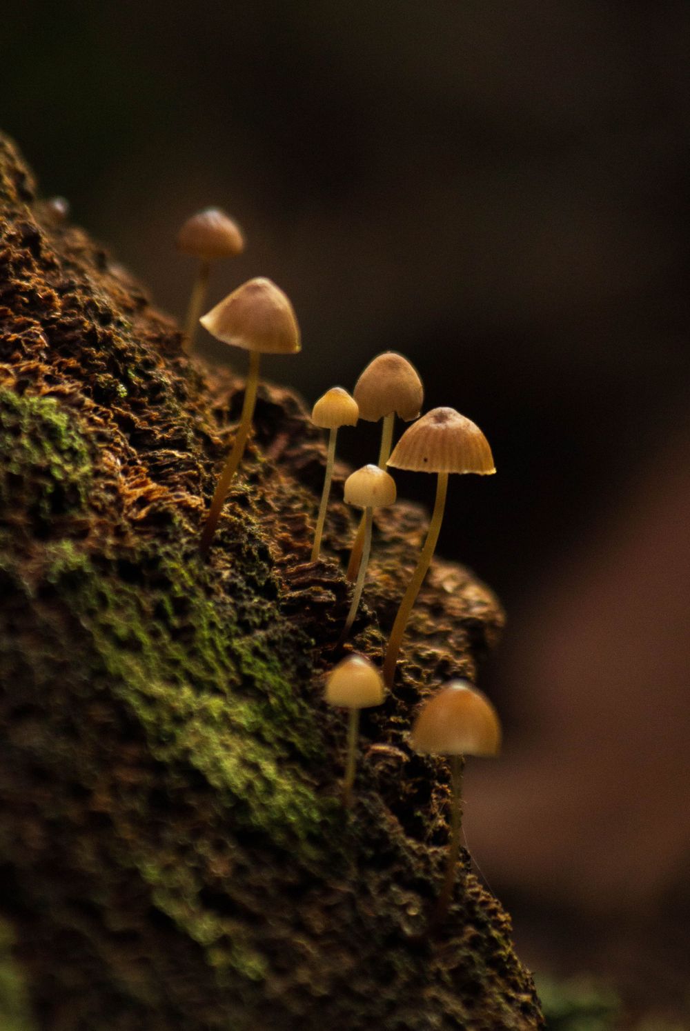 Delicate golden mushrooms grow on mossy soil in a dark forest setting.