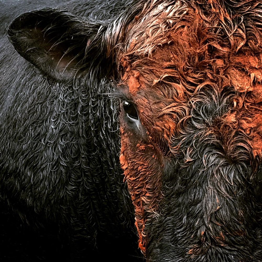 Close-up detail of a black cow's face showing textured fur in dramatic lighting.