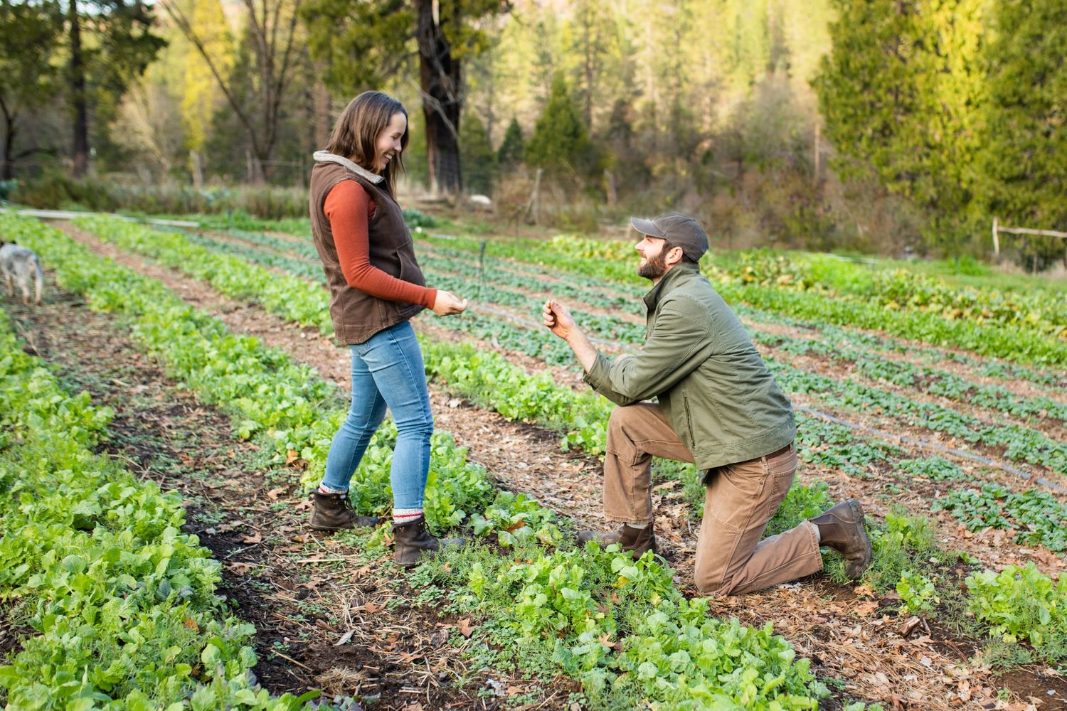 A groom on one knee offering a ring to his beloved while they're in a green, growing field in Nevada City, California