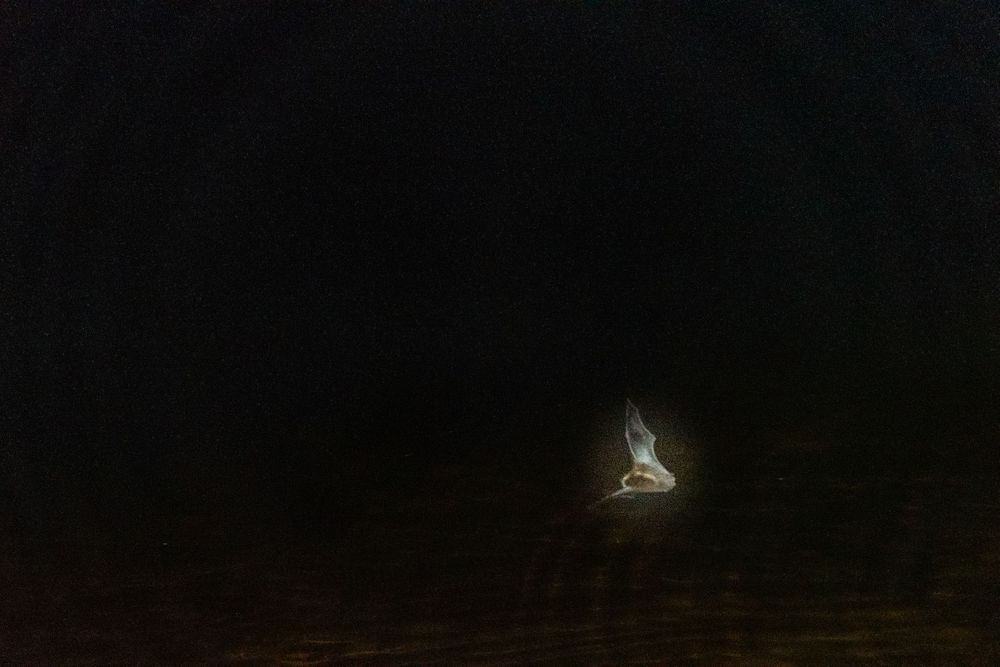 Bat on Lows Lake