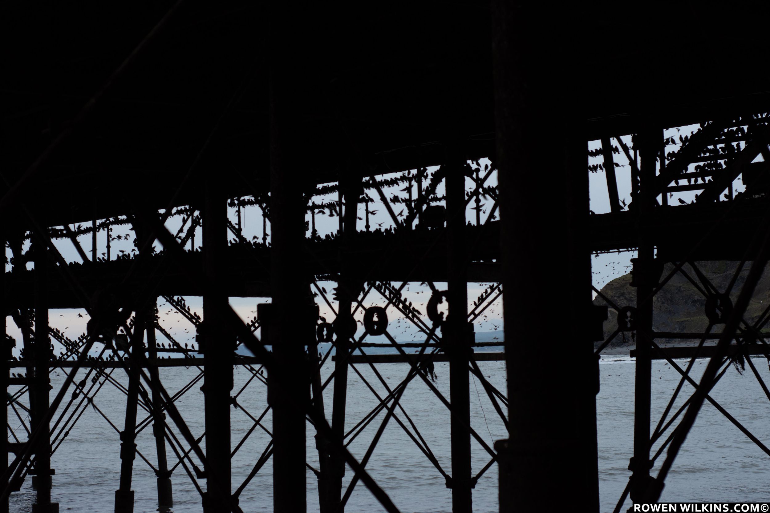 pier, starlings