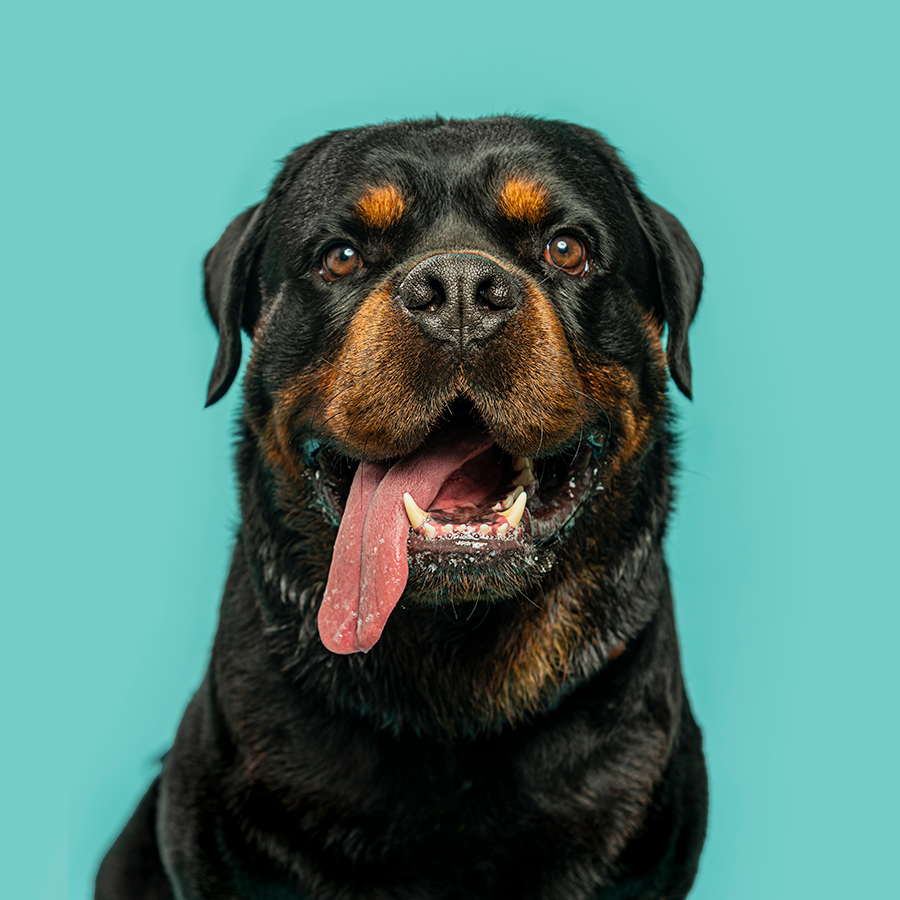 Pet photography DC