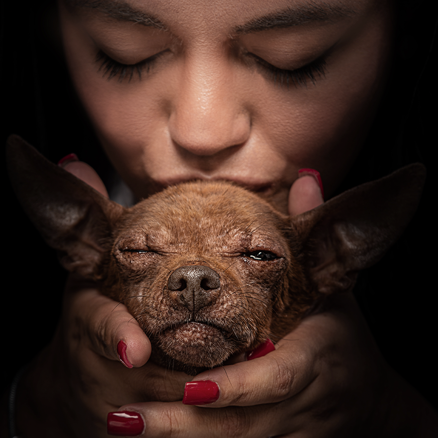 Pet photography DC