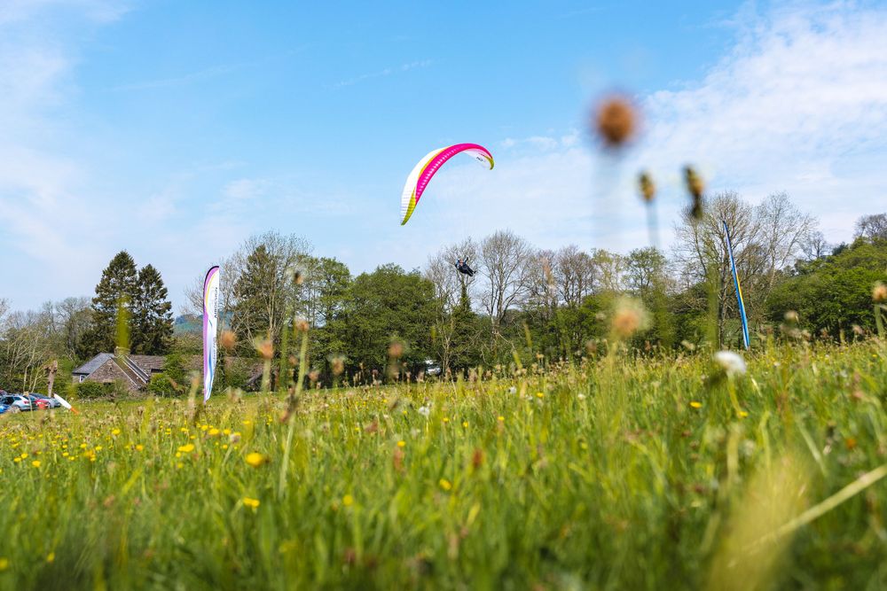 Pink paraglider floating above yellow wildflower meadow against blue sky.