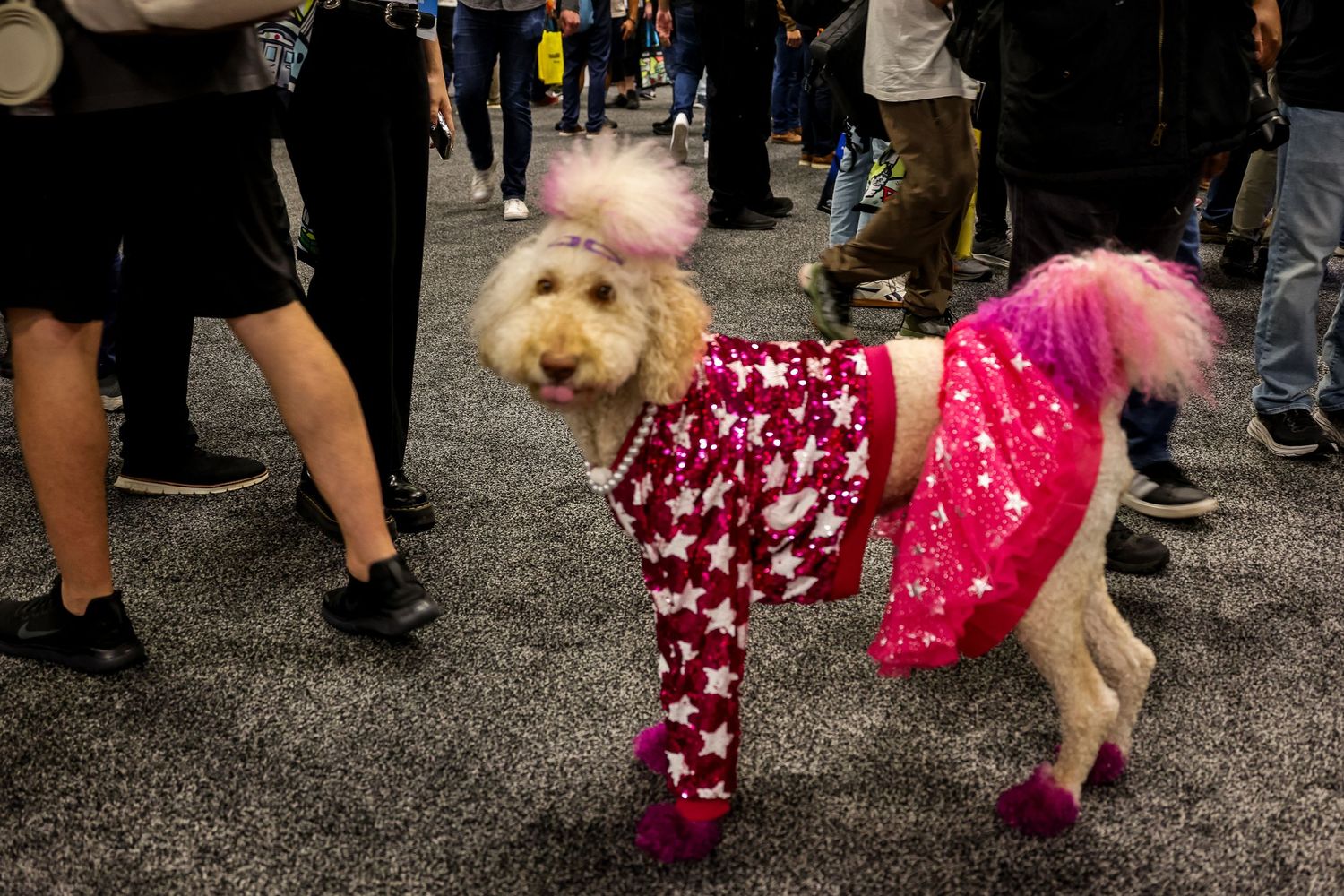 Small dog wearing pink jacket and matching floral pants at a crowded outdoor event.