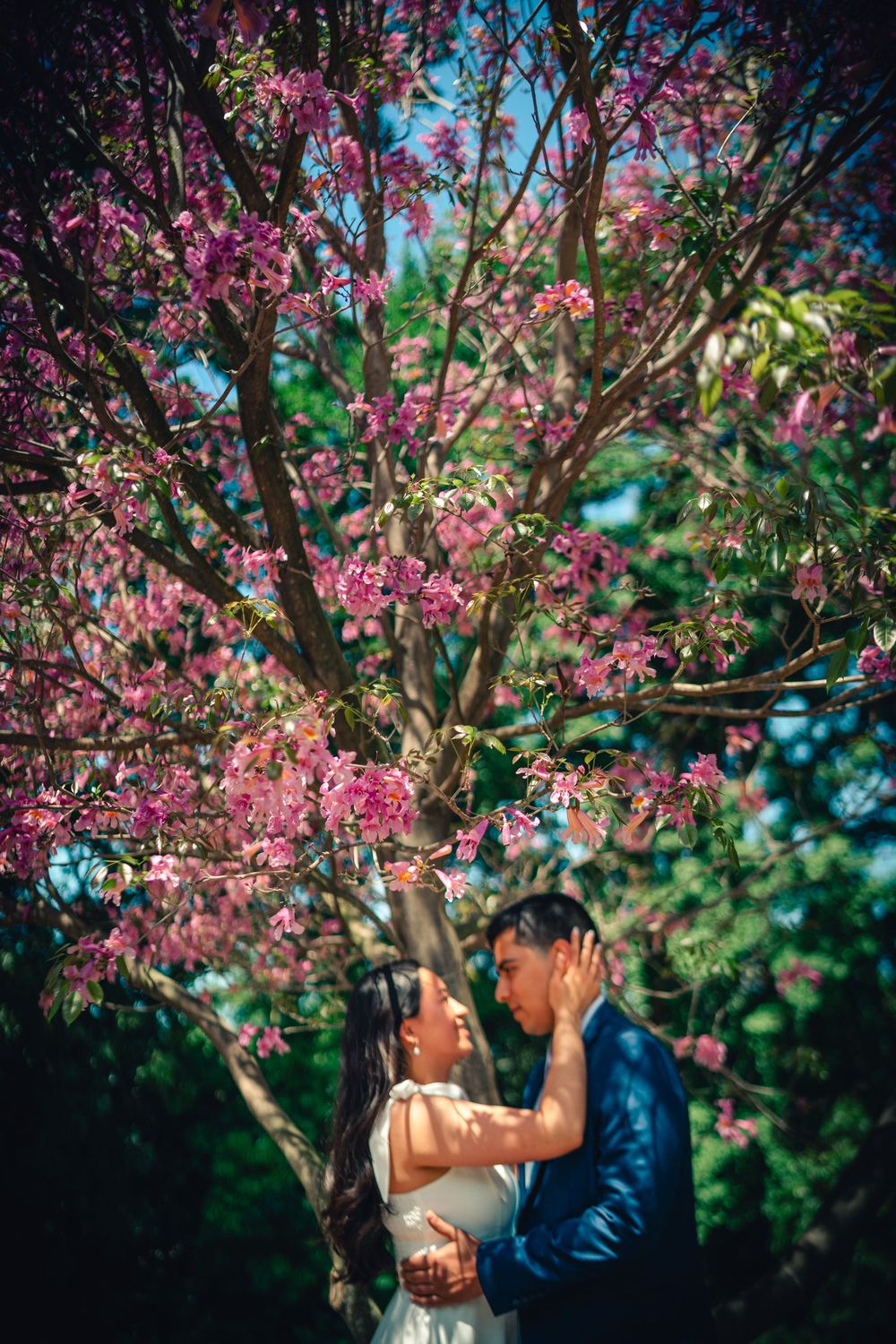 A loving couple embraces under a blooming cherry blossom tree with pink flowers against a blue sky at the Los Angeles County Arboretum
