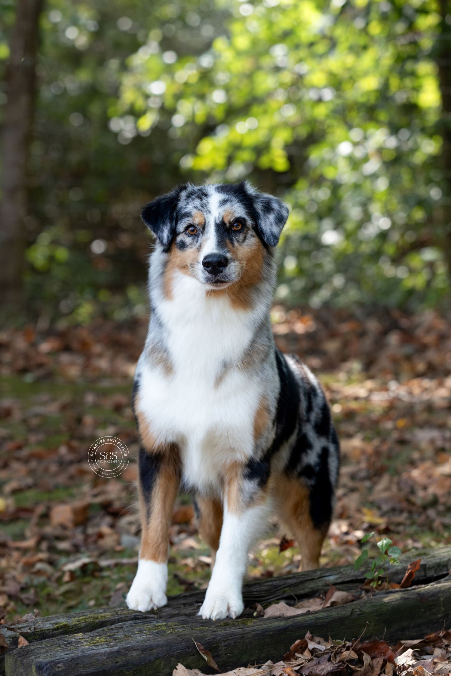 Australian Shepherd with tri-colored coat poses on log in forest setting.