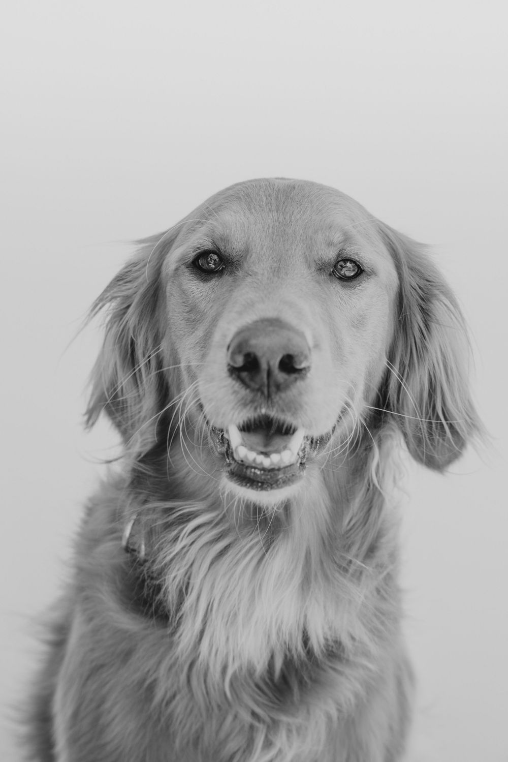 Black and white portrait of a happy golden retriever dog with a gentle smile against a light background.