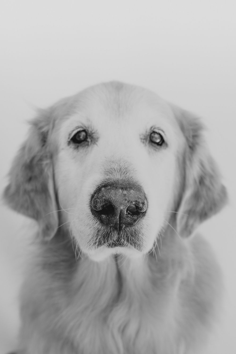 Close-up black and white portrait of a Golden Retriever dog with soft, gentle eyes looking directly at the camera.