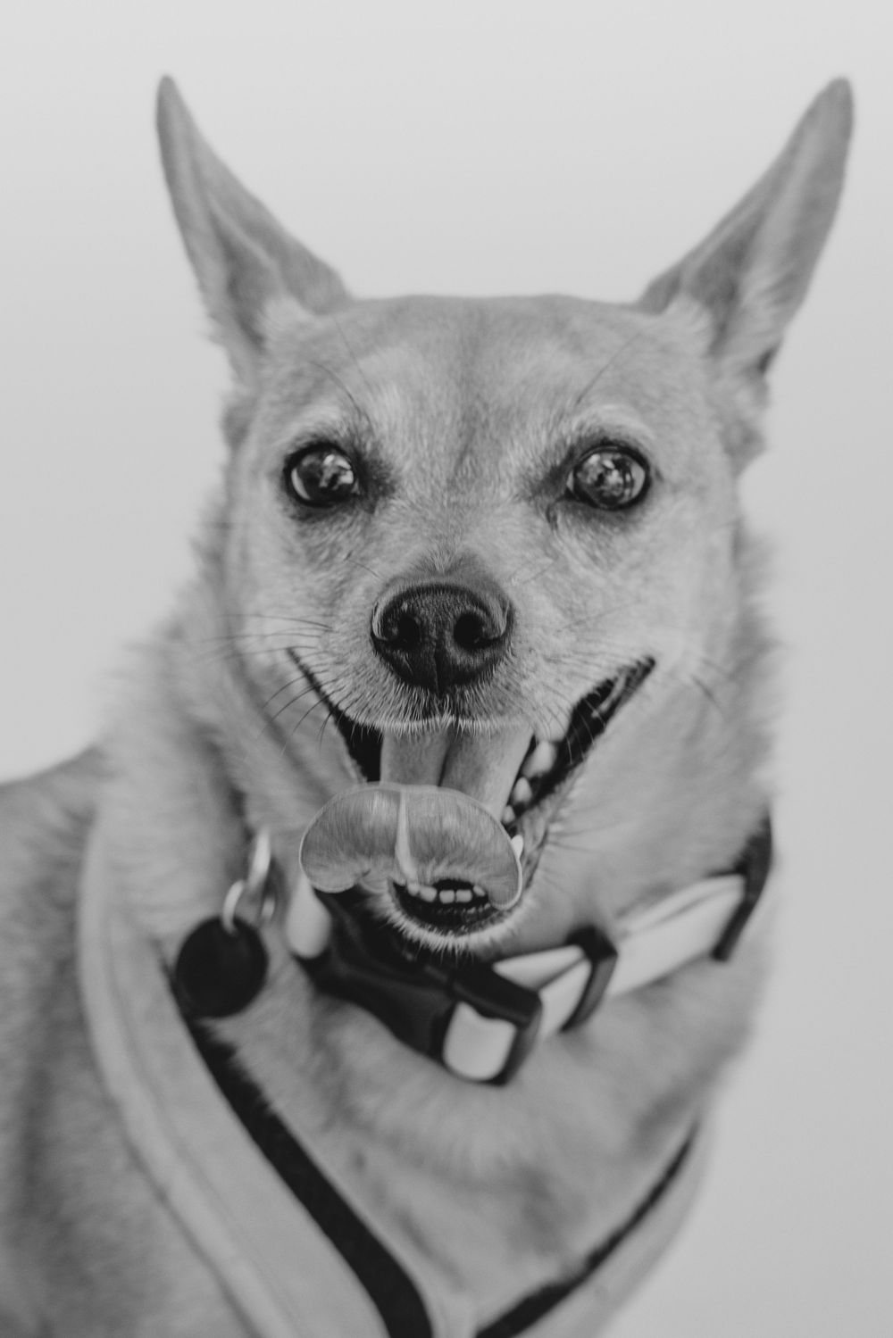 Black and white portrait of a happy Chihuahua mix dog wearing a bow tie, showing a joyful expression with mouth open.
