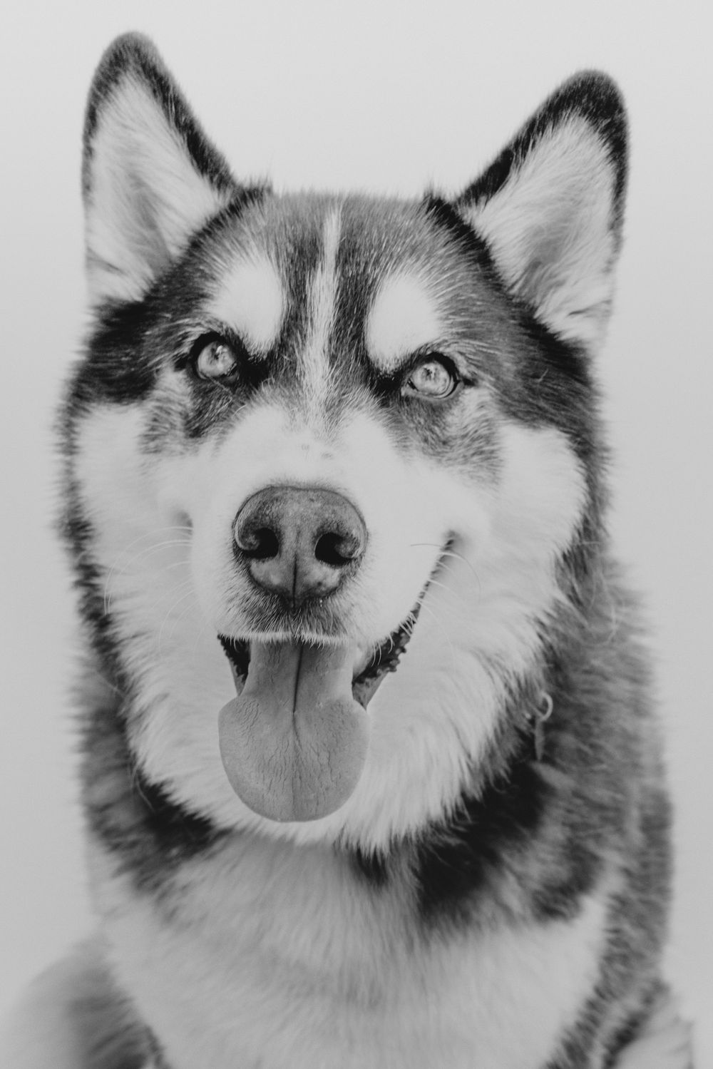 A happy Siberian Husky with bright eyes and tongue out poses for a black and white portrait photo.