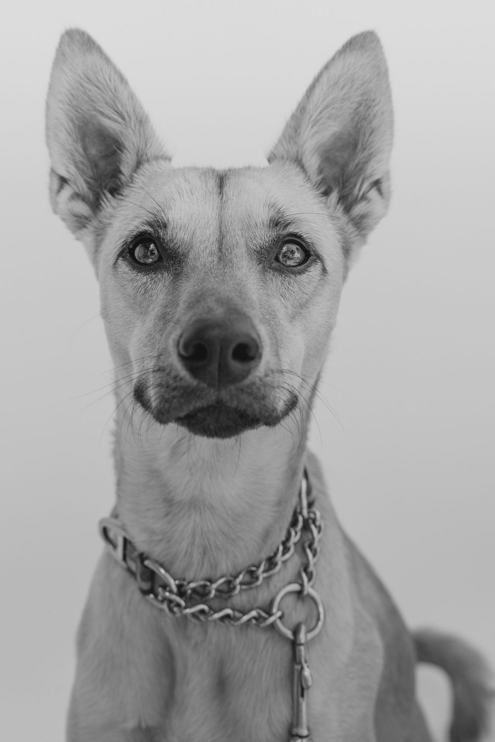 Black and white portrait of an alert dog with pointed ears wearing a chain collar against plain background.