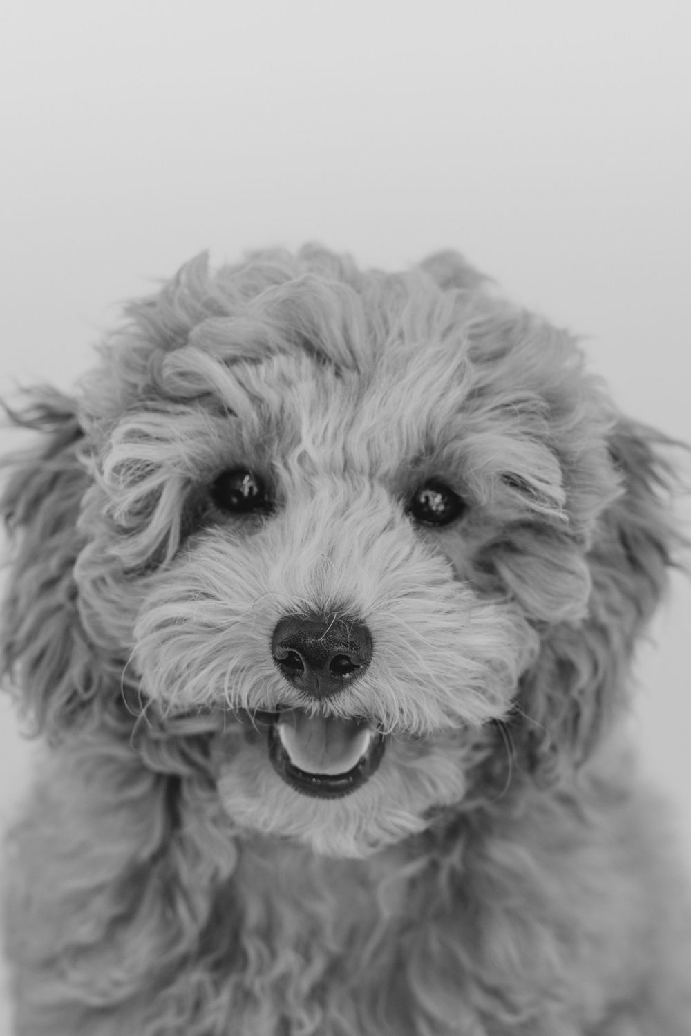 Black and white portrait of a smiling poodle mix dog with fluffy curly fur and bright eyes looking at the camera.