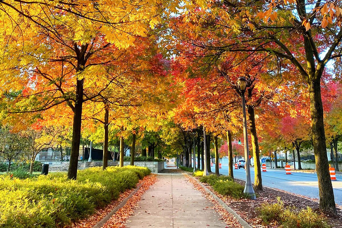 Tree-lined walkway with vibrant autumn foliage in yellow, orange and red colors along a peaceful park path.