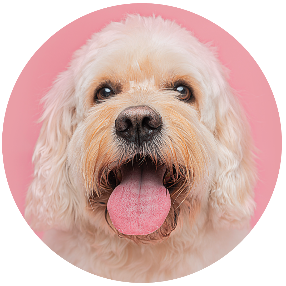 Pet photography DC