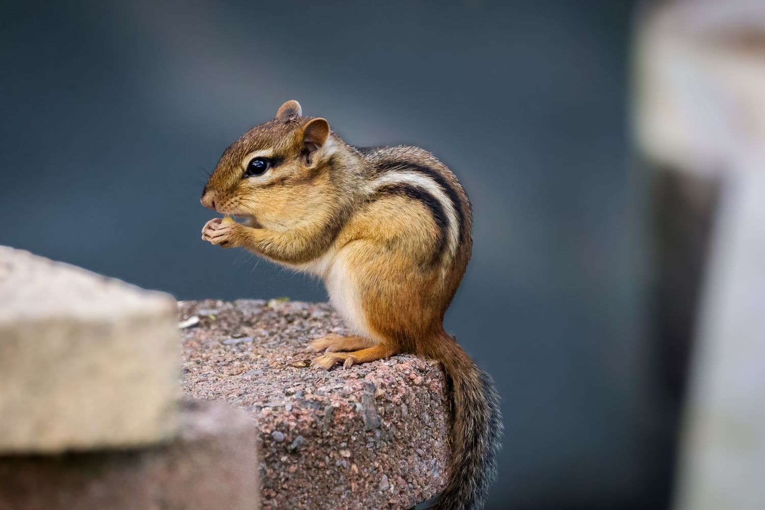 A small chipmunk with striped fur perches on a weathered post while foraging outdoors.