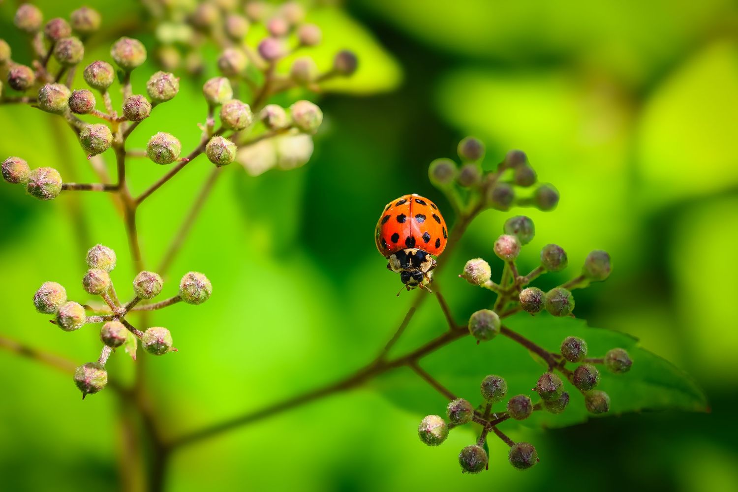 Close-up sequence of a ladybug climbing along delicate pink flower buds against vibrant green foliage in spring.