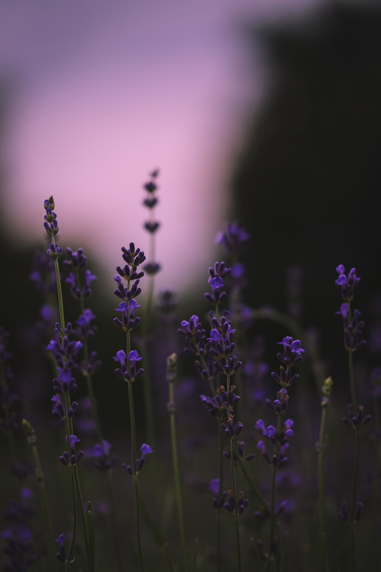 Purple lavender flowers silhouetted against a dusky pink sky in a moody garden setting at sunset.