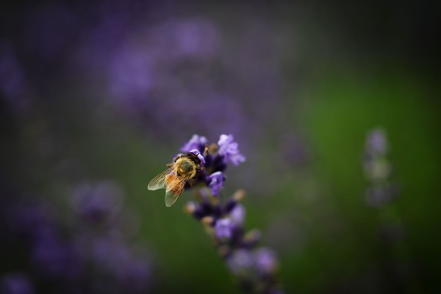 A honeybee gathers nectar from a vibrant purple lavender flower in a soft-focus garden setting.