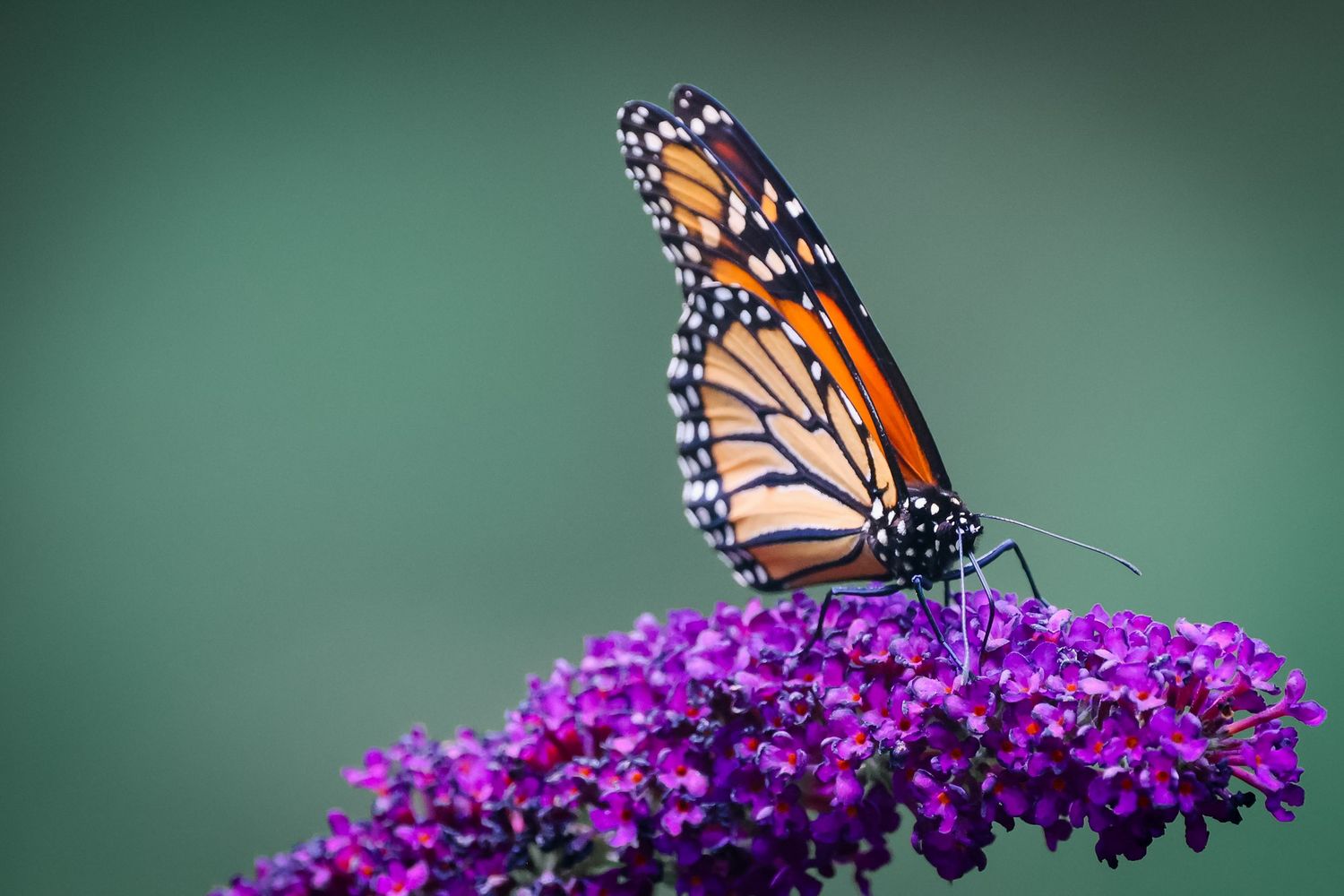 A vibrant monarch butterfly perches delicately on a purple butterfly bush flower against a soft green background.