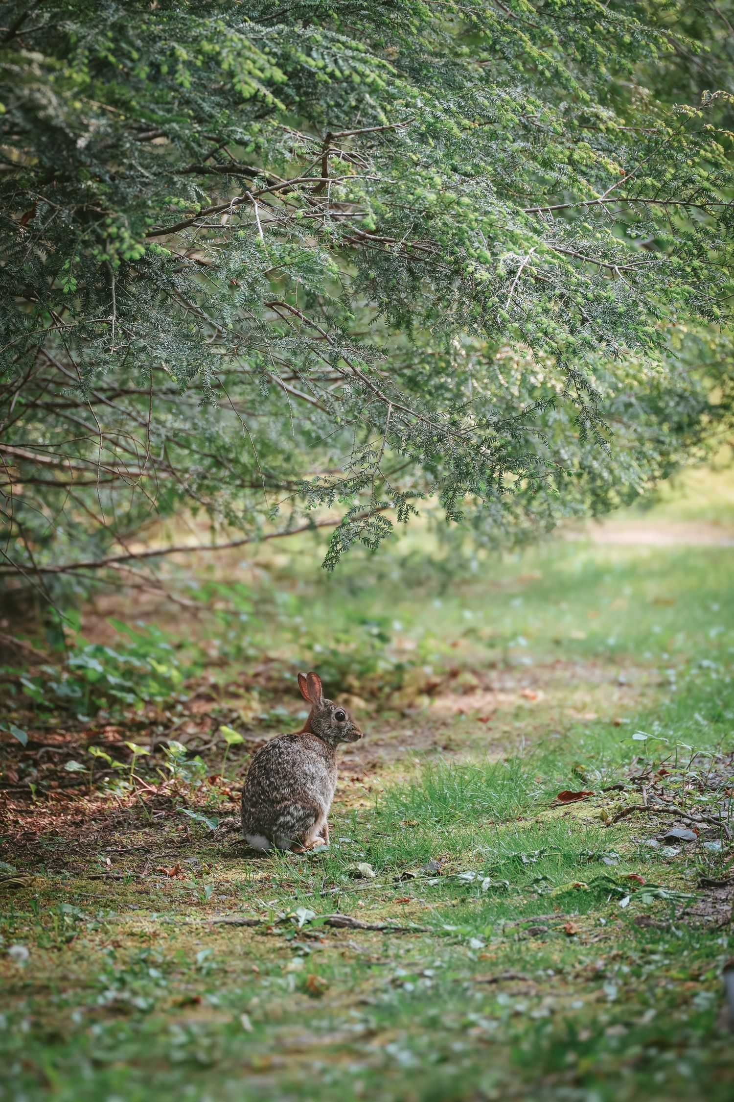 A gray rabbit sits on a forest path under overhanging branches with dappled sunlight filtering through the trees.