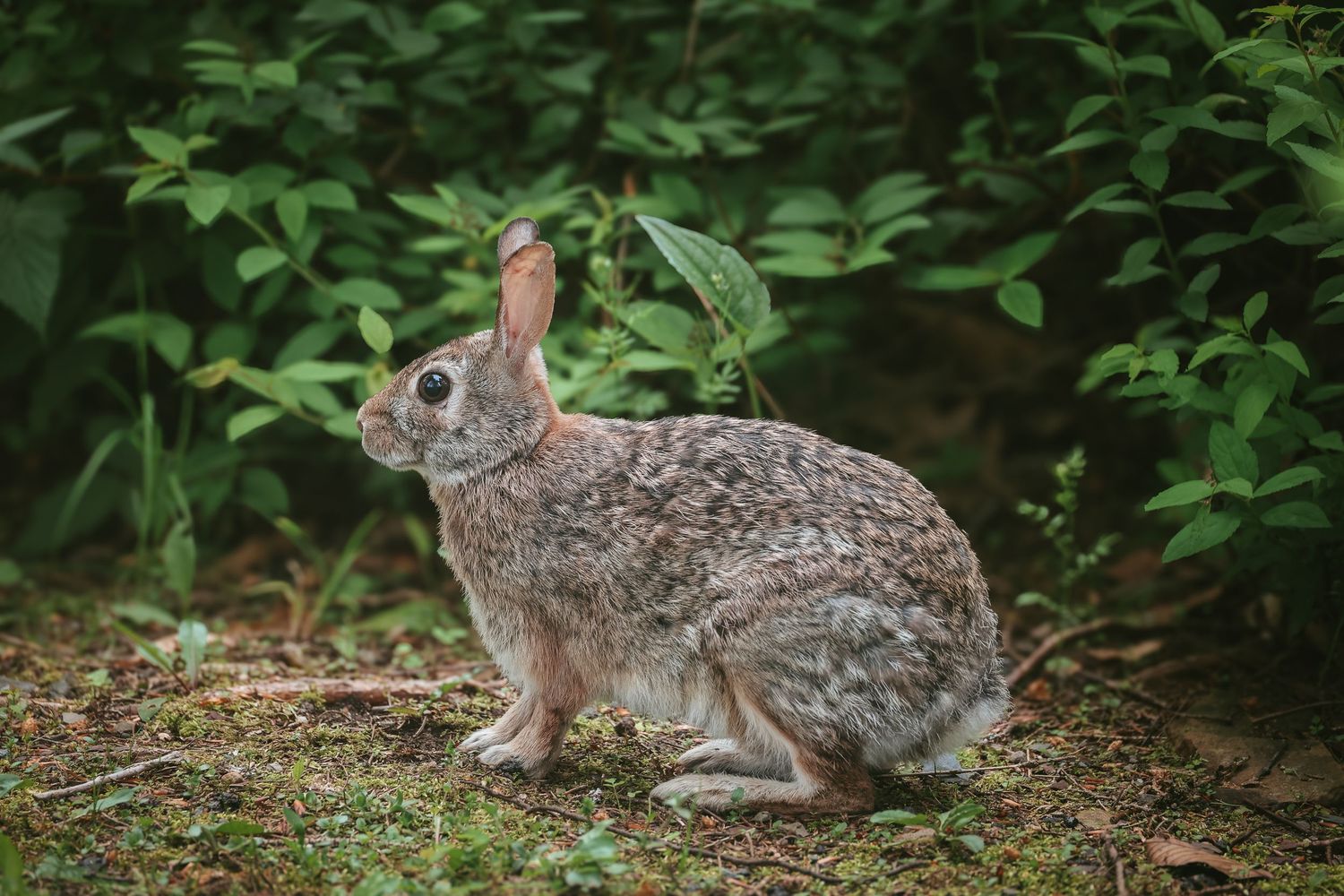 Wild eastern cottontail rabbit sitting in green foliage near garden edge looking alert with perked ears.