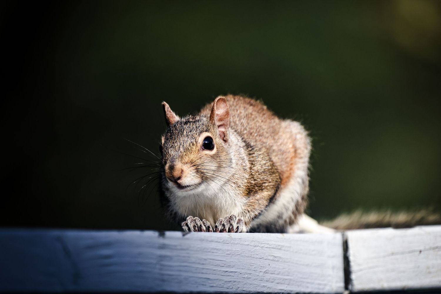 Curious gray squirrel peeks over edge of white wooden surface while foraging outdoors.