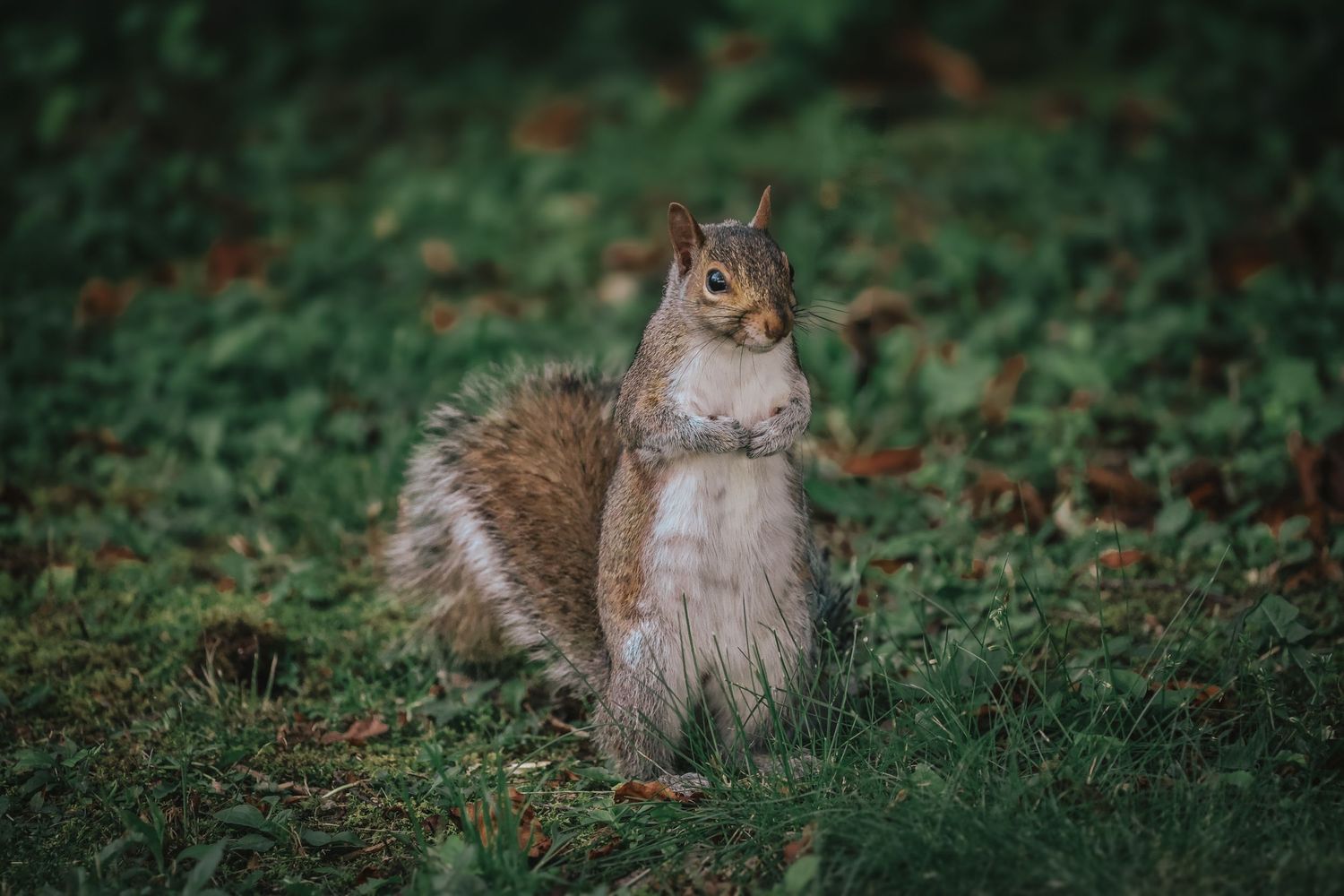 A gray squirrel stands upright on grass with a fluffy tail and alert posture in an autumn garden setting.