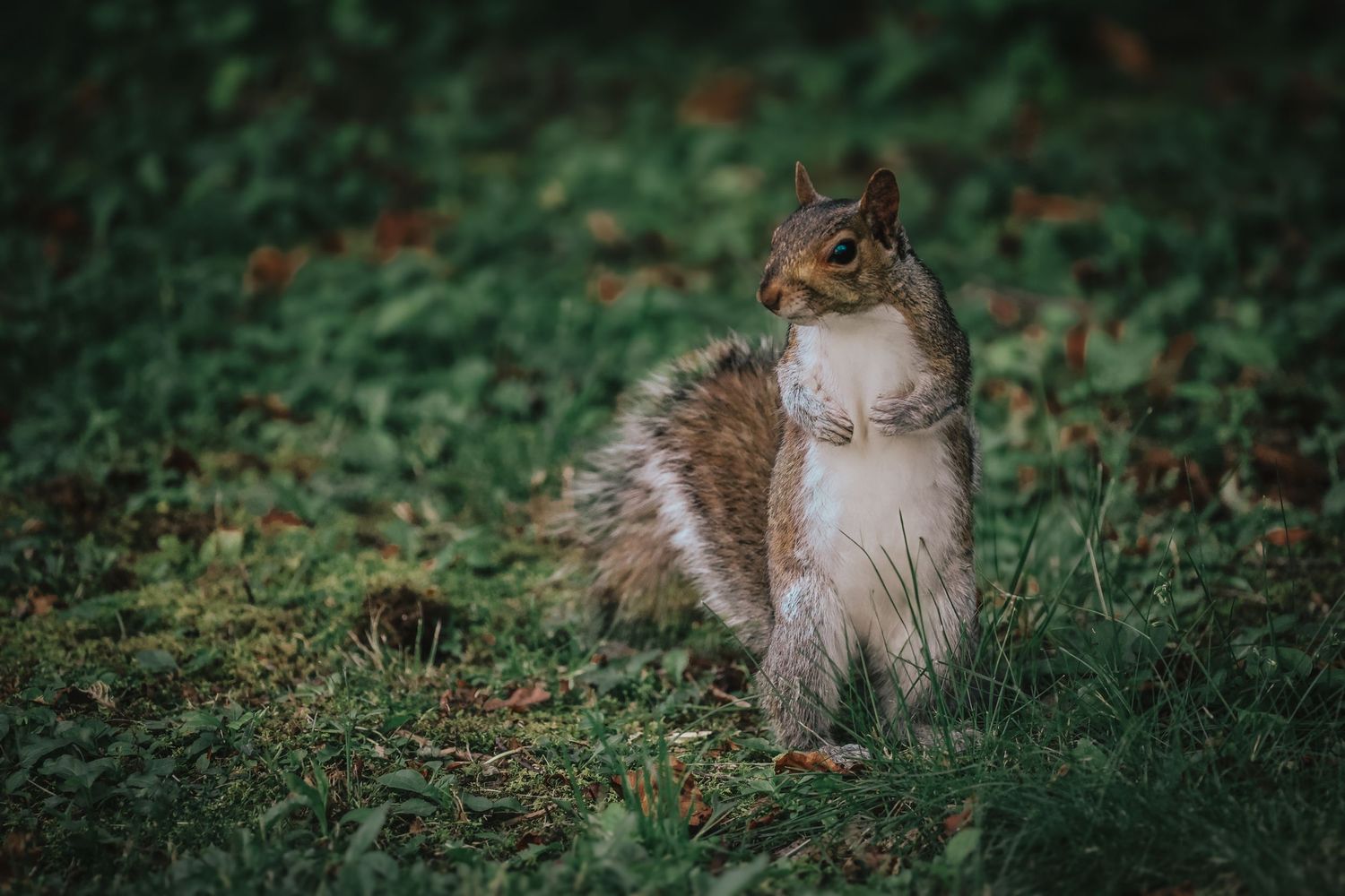 A plump gray squirrel with fluffy white belly stands upright in green grass amid scattered autumn leaves.
