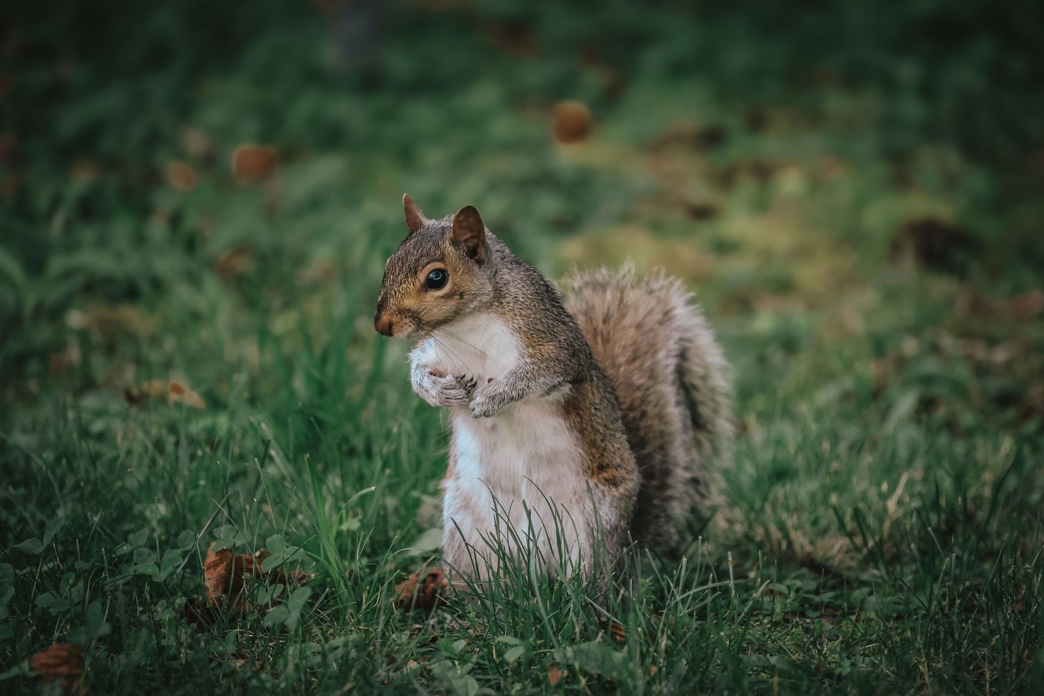 A fluffy gray squirrel sits alertly in green grass with scattered autumn leaves in the background.