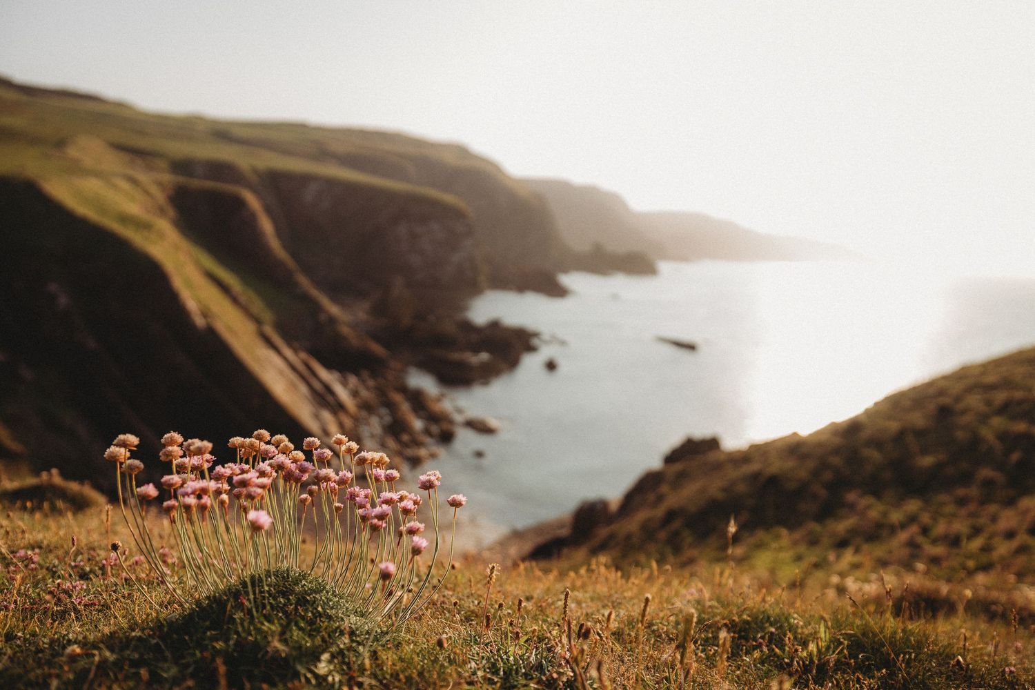 Pink wildflowers bloom along rugged coastal cliffs overlooking a misty ocean bay at sunset.
