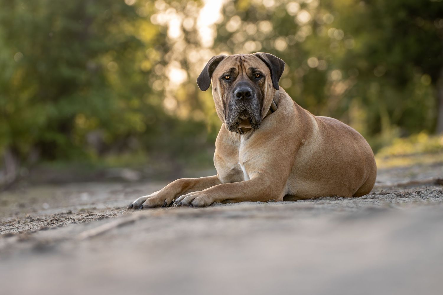 A tan Bullmastiff dog lying on a dirt path with soft bokeh and natural lighting in the background.