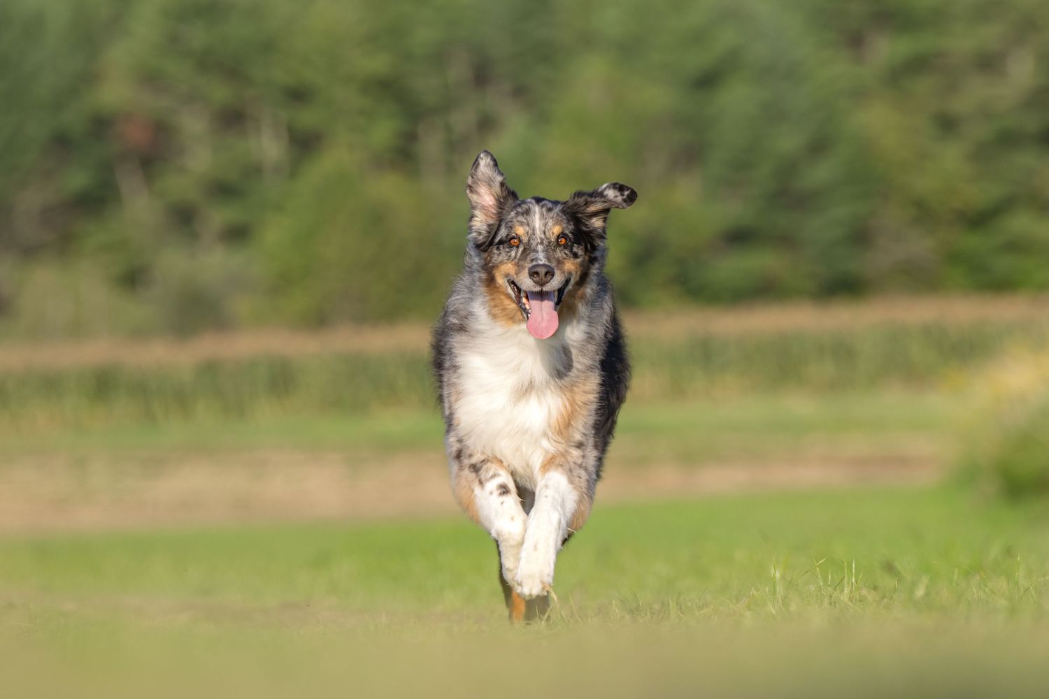 A happy Australian Shepherd dog runs energetically through a grassy field on a sunny day.