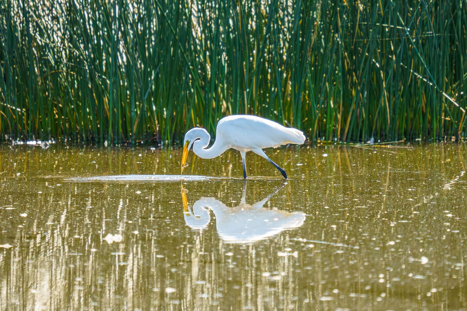 A white egret wades in shallow water with its reflection visible, surrounded by tall green reeds in the background.